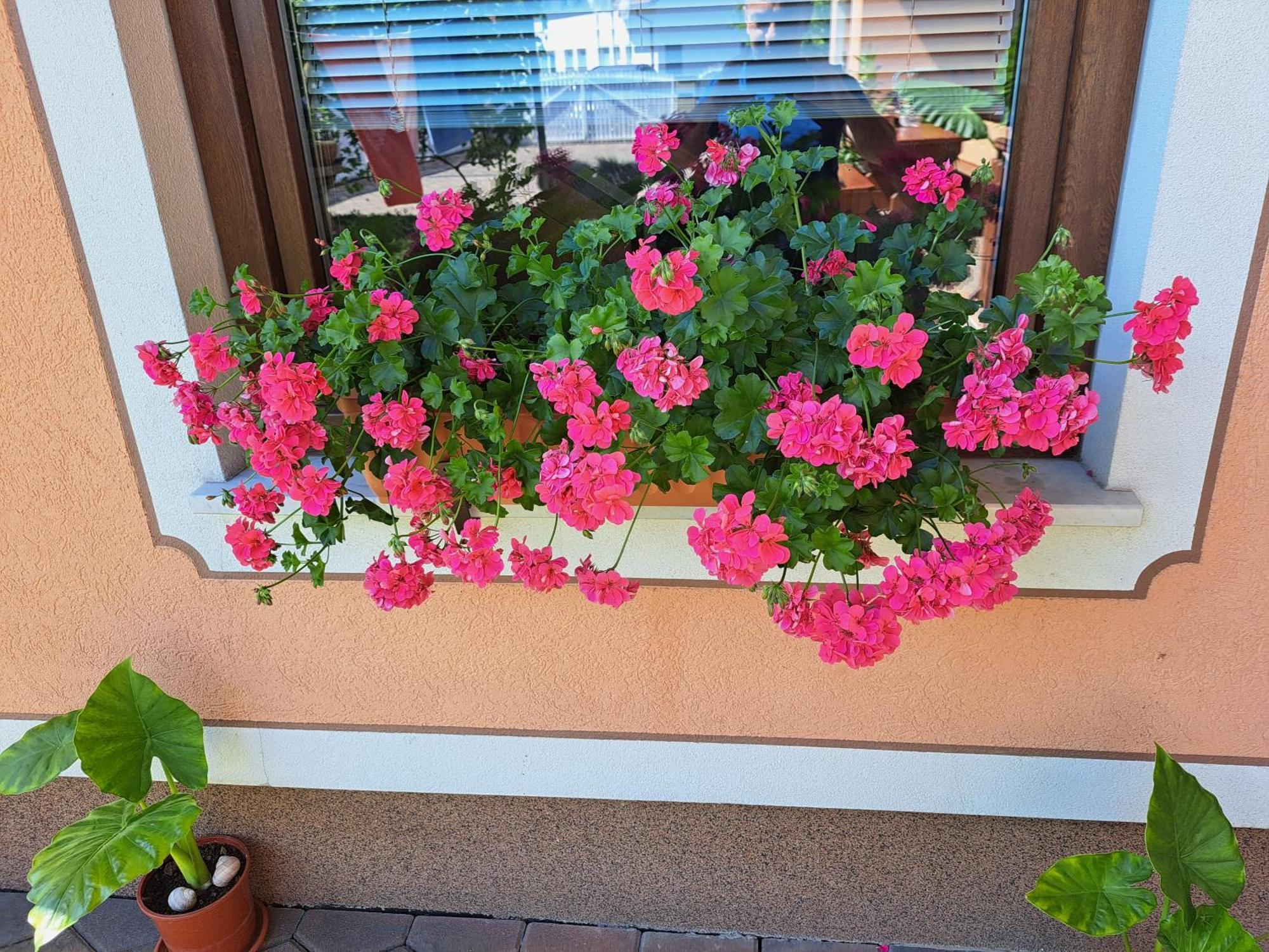 Guesthouse Zivko Dobrovce Zewnętrze zdjęcie
